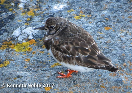 turnstone (Arenaria interpres) Kenneth Noble